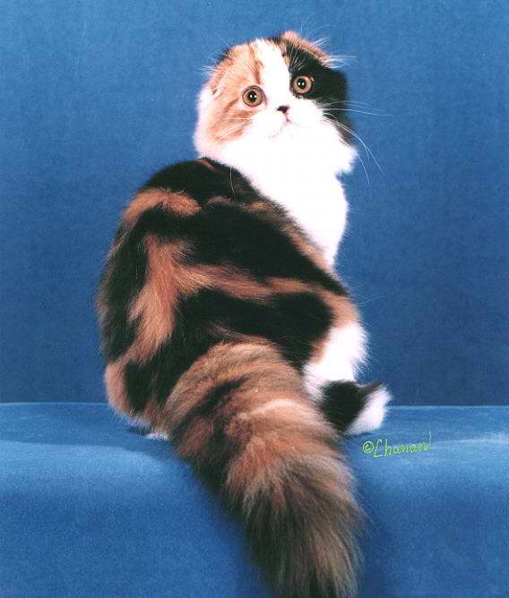 Gatti (16)